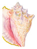 SHELL SHAPED NOTECARDS