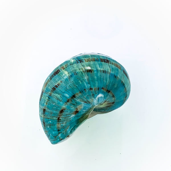 Jade Turbo Stripe Shell