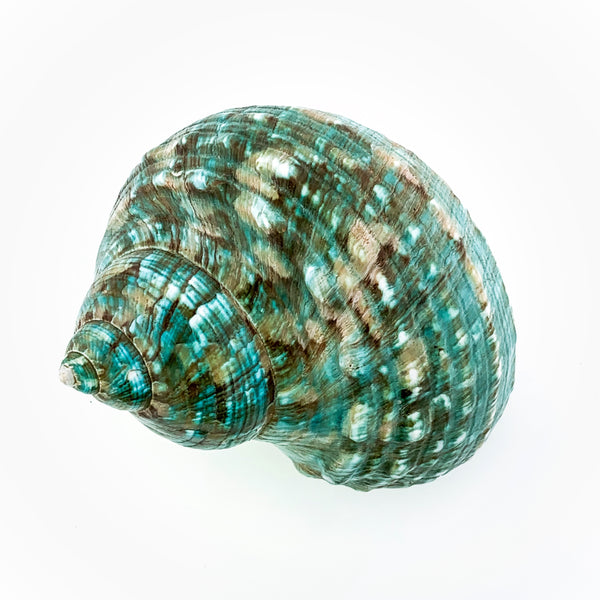 Blue-Green Turban Shell (polished)