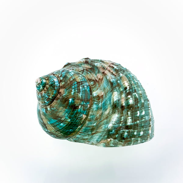Blue-Green Turban Shell (polished)