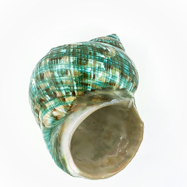 Blue-Green Turban Shell (polished)