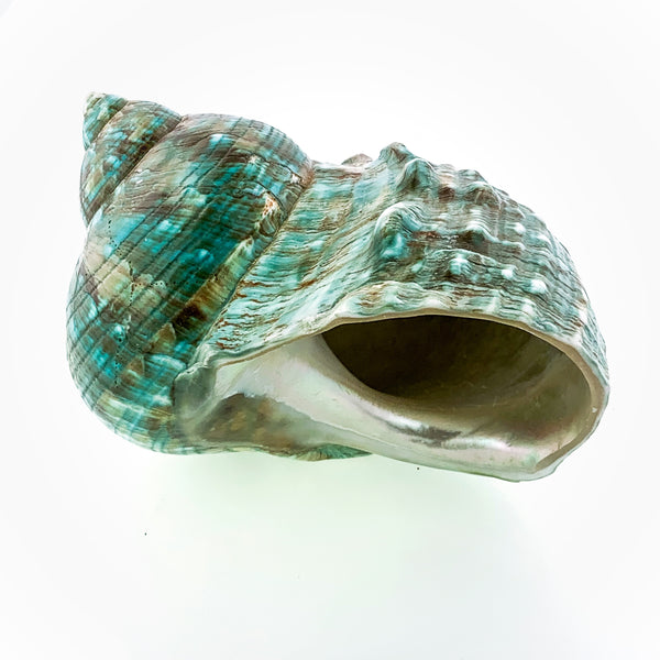 Blue-Green Turban Shell (polished)